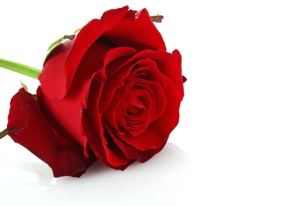 Dag valentine rode roos en lege ruimte voor tekst — Stockfoto