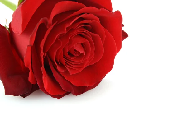 Dia Valentine rosa vermelha — Fotografia de Stock