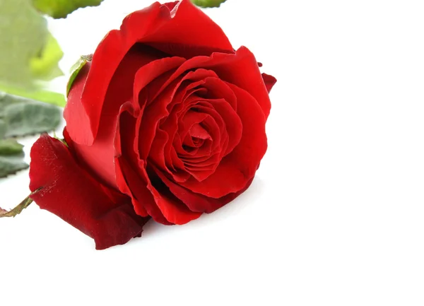 Saint Valentin rose rouge et espace vide pour le texte — Photo