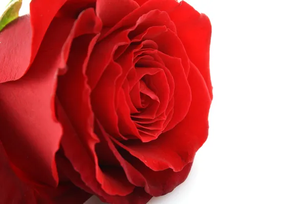 Μέρα Αγίου Βαλεντίνου κόκκινο τριαντάφυλλο και κενό χώρο για κείμενο — Φωτογραφία Αρχείου