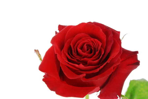 Day Valentine red rose and empty space for text — Stock Photo, Image