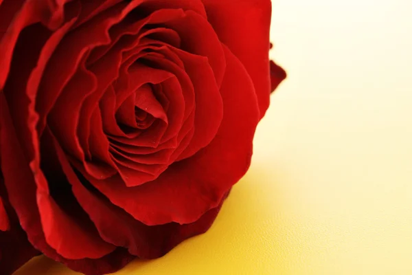 Día de San Valentín rosa roja y espacio vacío para el texto — Foto de Stock