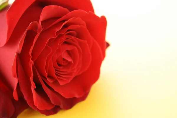 天情人节红玫瑰 — 图库照片