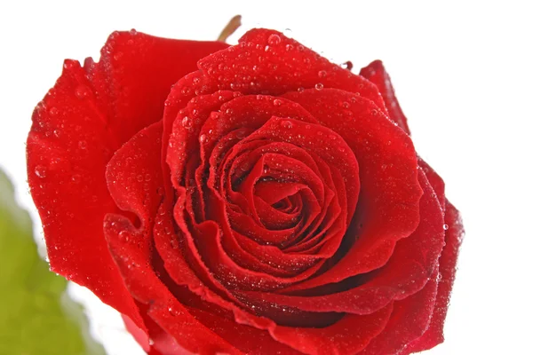 Giorno San Valentino rosa rossa e spazio vuoto per il testo — Foto Stock