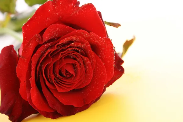 テキストのための日バレンタインの赤いバラと空スペース — ストック写真