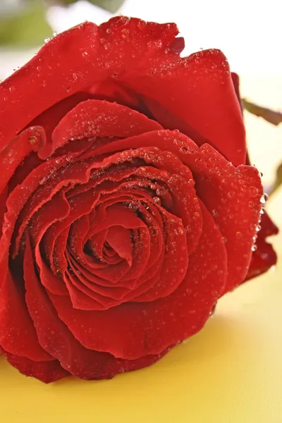 天情人节红色玫瑰和空空间的文本 — 图库照片