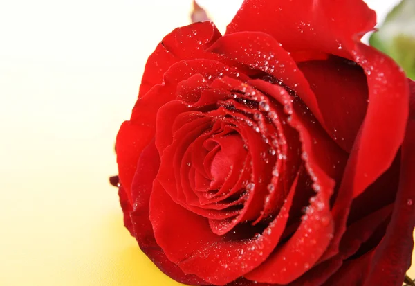 Day Valentine red rose and empty space for text — Stock Photo, Image
