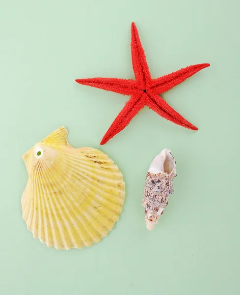 A few of sea shells on blue background — Stock Photo, Image