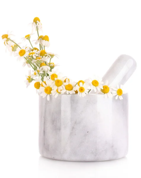 Heřmánkové květy v maltě — Stock fotografie