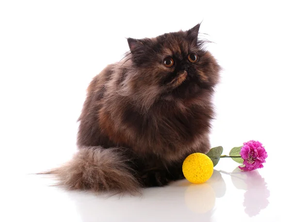 Brown persian cat white background — Stock Photo, Image