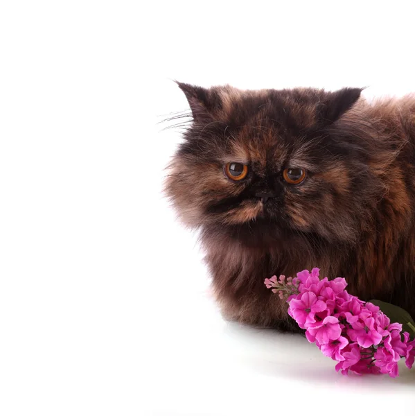 Brown persian cat white background — Stock Photo, Image