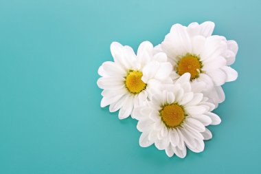 Three white camomile on blue background with water drops clipart