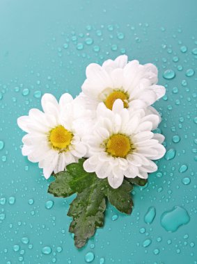 Three white camomile on blue background clipart