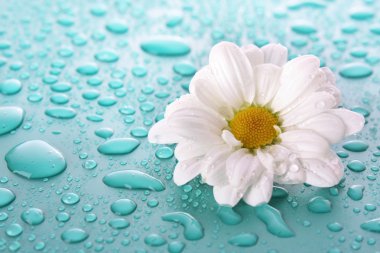 White camomile on blue background clipart