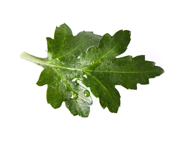 Grünes Blatt einer Pflanze auf weißem Grund — Stockfoto