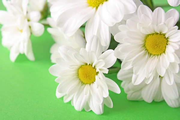 緑の背景に白いカミツレ花束 — ストック写真