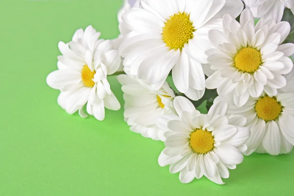 在绿色背景上的白色甘菊花束 — 图库照片