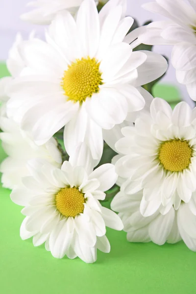 在绿色背景上的白色甘菊花束 — 图库照片