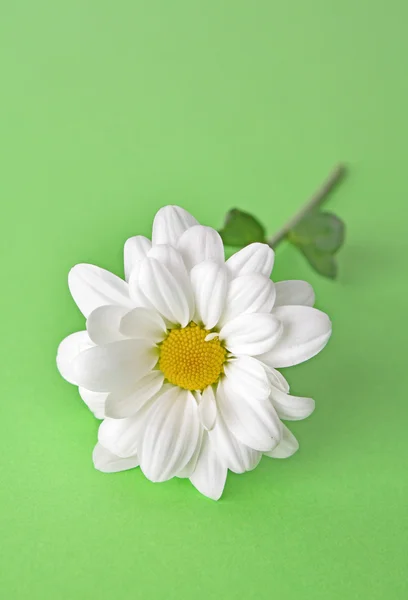 Белая ромашка на зеленом фоне — стоковое фото