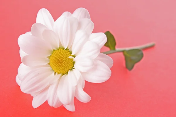 White camomile on red background — Stock Photo, Image