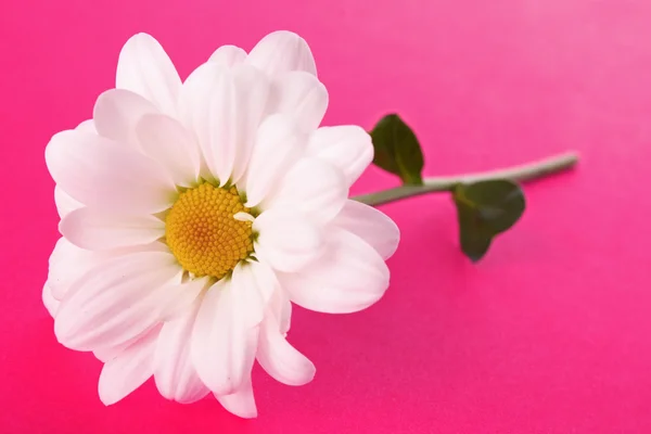 Witte Kamille op roze achtergrond — Stockfoto