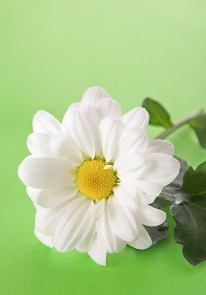 Manzanilla blanca sobre fondo verde —  Fotos de Stock