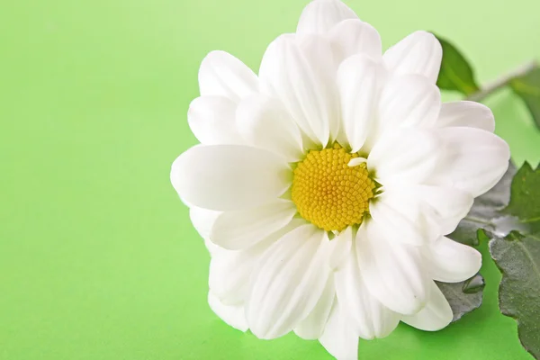 White camomile on green background — Stock Photo, Image
