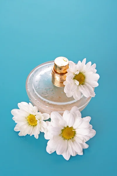 Garrafa de perfume e camomila sobre fundo azul — Fotografia de Stock