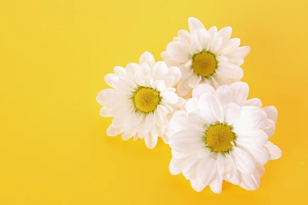 Weiße Kamille auf gelbem Hintergrund — Stockfoto