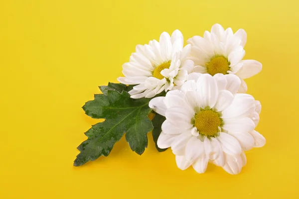 White camomile bouquet on yellow background — Stock Photo, Image