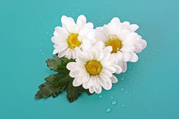 Three white camomile on blue background with water drops — Stock Photo, Image