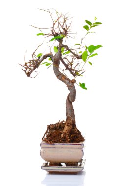 bonsai ağacı saksının içinde