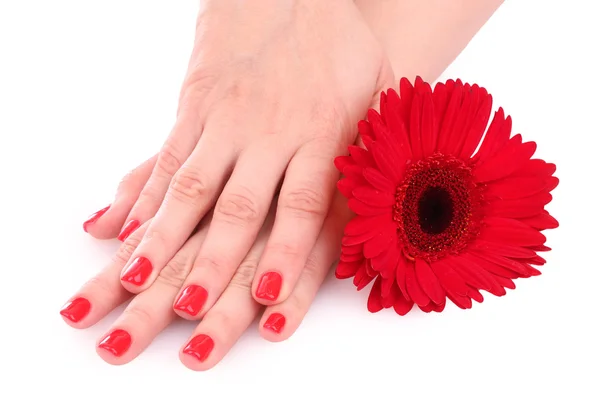 Szép piros manikűr és virág — Stock Fotó