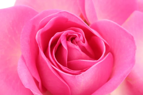 Okvětní lístky růží na bílém — Stock fotografie