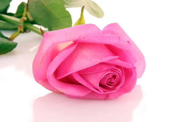 Pink rose petals with rose — Stock Photo, Image