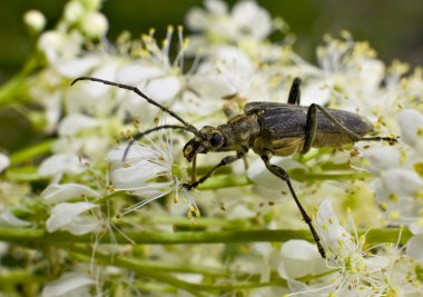 Lepturobosca virens