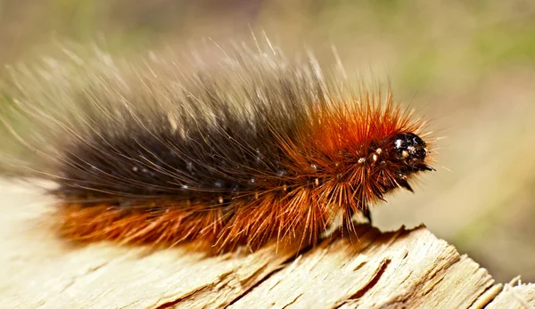 Caterpillar walking on the edge — Stock Photo, Image