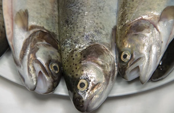 stock image Three trouts