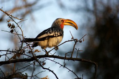 Red-Billed Hornbill clipart