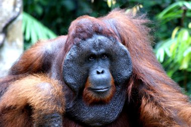 orangutan