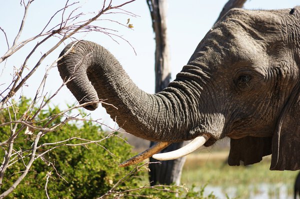 An elephant in Moremi National Park, Okawango Delta, Botswana