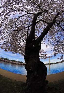 Lover's embrace, Cherry Blossom festival, Washington D.C. clipart