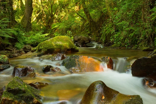 stock image River Forest