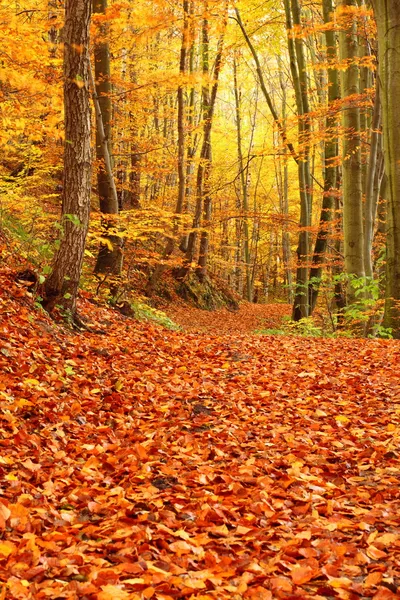 Осенний лес Стоковая Картинка