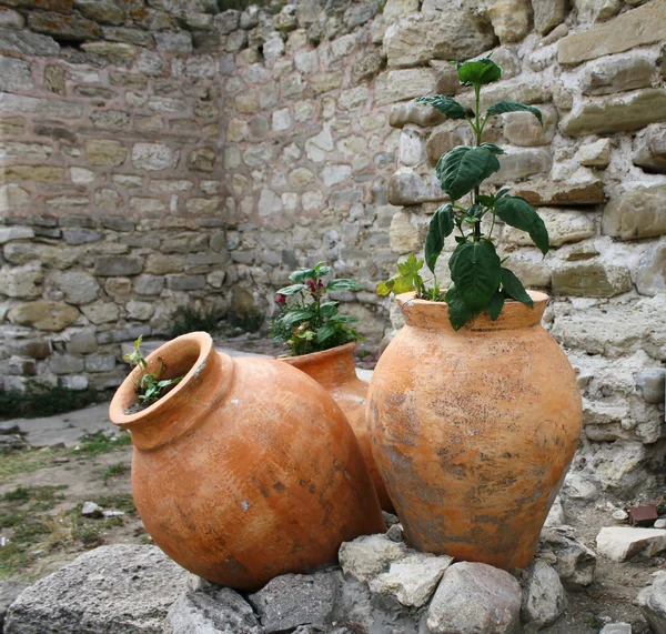 stock image Three old amphorae