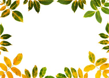 sonbahar ceviz yaprağı