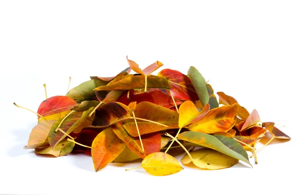 Hromadu listí — Stock fotografie