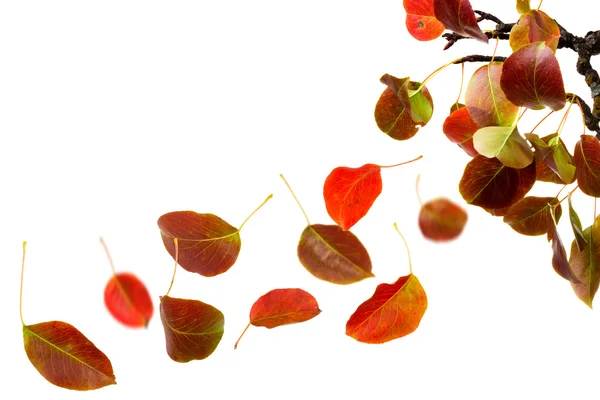 Podzimní listí spadající — Stock fotografie