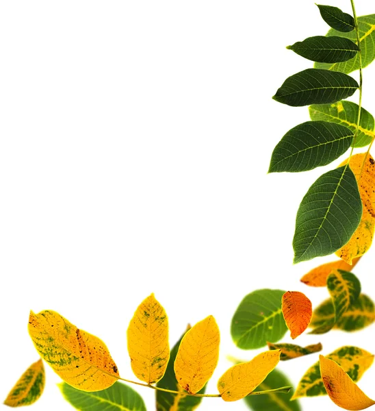 Otoño nuez hojas marco — Foto de Stock