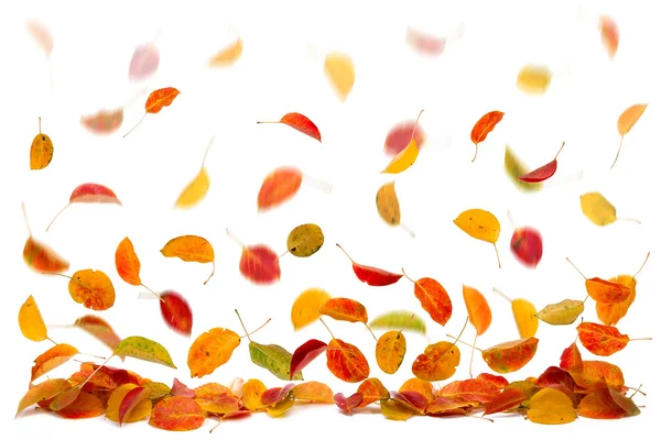 낙엽 — 스톡 사진